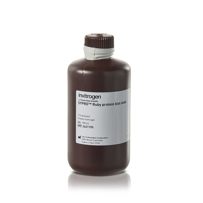 SYPRO&trade; Ruby 蛋白质印迹染色
