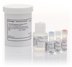Vybrant&trade; Apoptosis Assay Kits for apoptotic and necrotic cell staining