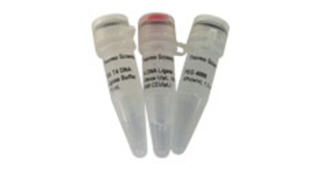 T4 DNA 连接酶 (5 U/&mu;L)