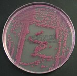 Brilliance&trade; E. coli / Coliform Selective Agar