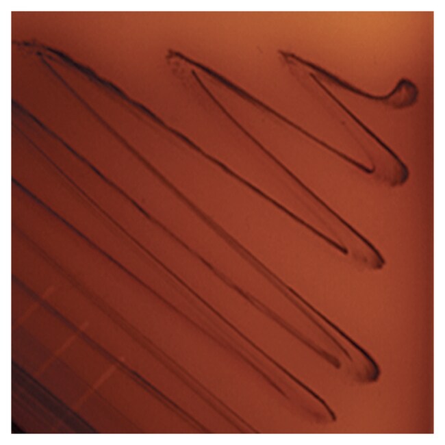 Culti-Loops&trade; 无乳链球菌 ATCC&trade; 12401&trade;