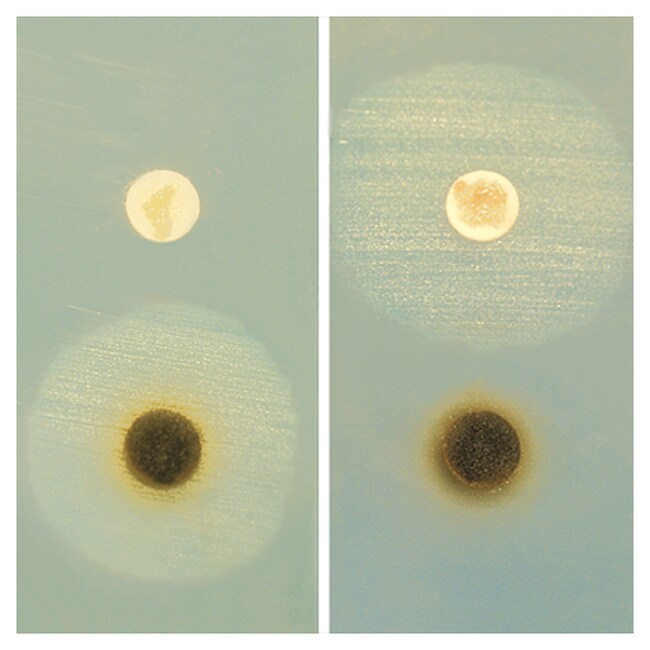 Remel&trade; Haemophilus Identification Test Kit