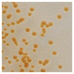 Culti-Loops&trade; 白色念珠菌 ATCC&trade; 10231&trade;