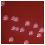 Culti-Loops&trade; b 型流感嗜血杆菌 ATCC&trade; 10211&trade;