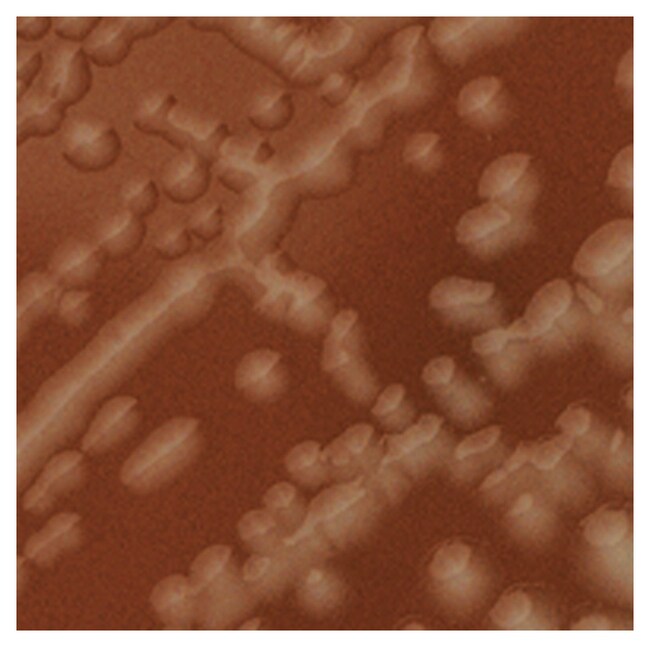 Culti-Loops&trade; b 型流感嗜血杆菌 ATCC&trade; 10211&trade;