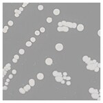 Culti-Loops&trade; 单核细胞增生李斯特菌 ATCC&trade; 7644&trade;