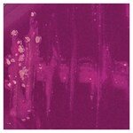 Culti-Loops&trade; 巴西诺卡菌 ATCC&trade; 19297&trade;