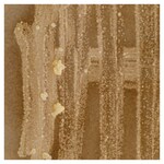 Culti-Loops&trade; 巴西诺卡菌 ATCC&trade; 19297&trade;