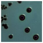 Culti-Loops&trade; 肠道沙门氏菌肠道亚种鼠伤寒血清型 ATCC&trade; 14028&trade;