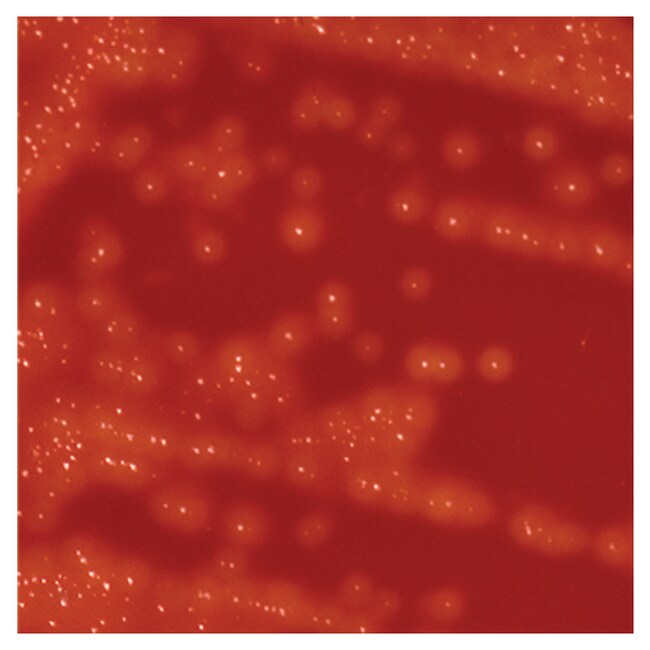 Culti-Loops&trade; 酿脓性链球菌 ATCC&trade; 19615&trade;