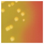 Culti-Loops&trade; 金黄色葡萄球菌金黄色亚种 ATCC&trade; 25923&trade;