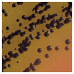 Culti-Loops&trade; 金黄色葡萄球菌金黄色亚种 ATCC&trade; 25923&trade;