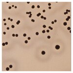 Culti-Loops&trade; 金黄色葡萄球菌金黄色亚种 ATCC&trade; 25923&trade;