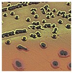 Culti-Loops&trade; 大肠杆菌 ATCC&trade; 25922&trade;