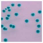 Culti-Loops&trade; 穆汀斯克罗诺杆菌 ATCC&trade; 51329&trade;