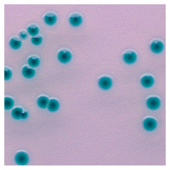 Culti-Loops&trade; 穆汀斯克罗诺杆菌 ATCC&trade; 51329&trade;