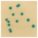 Culti-Loops&trade; 穆汀斯克罗诺杆菌 ATCC&trade; 51329&trade;