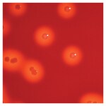 Culti-Loops&trade; 酿脓性链球菌 A 群 ATCC&trade; 12384&trade;