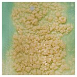 Culti-Loops&trade; 结核分枝杆菌 ATCC&trade; 25177&trade;