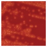 Quanti-Cult Plus&trade; Streptococcus pyogenes ATCC&trade; 19615&trade;