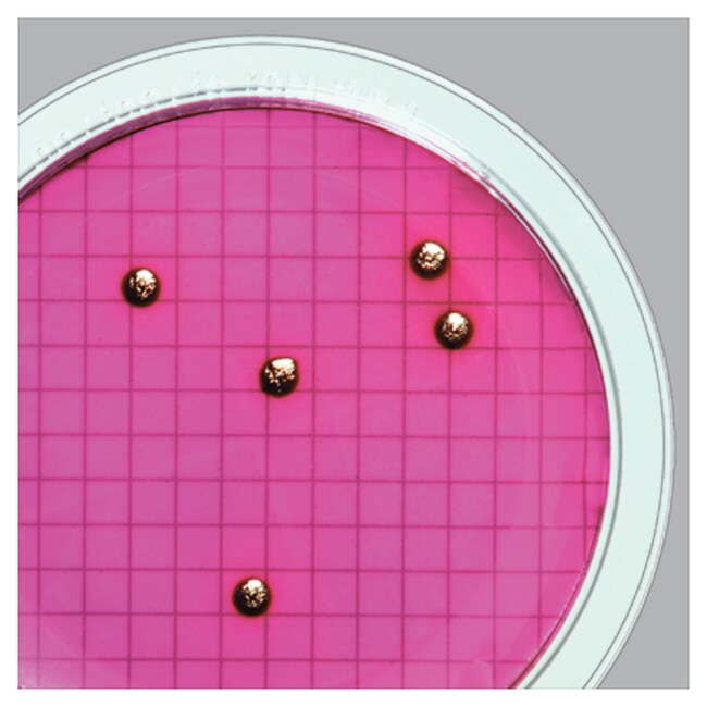 WaterBugs&trade; 大肠杆菌菌株 C1