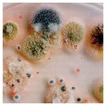 Dichloran 孟加拉红氯霉素 (DRBC) 琼脂基础（干粉）