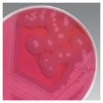 MYP 琼脂培养基（干粉）