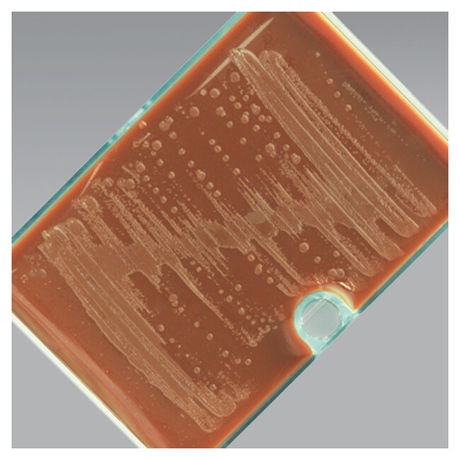 JEMBEC System with Thayer Martin Agar Improved (M-L) w/anisomycin, colistin, vancomycin, trimethoprim