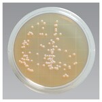 Remel&trade; 无菌接触皿胰蛋白酶大豆琼脂（含卵磷脂、聚山梨醇酯 80，经辐照）