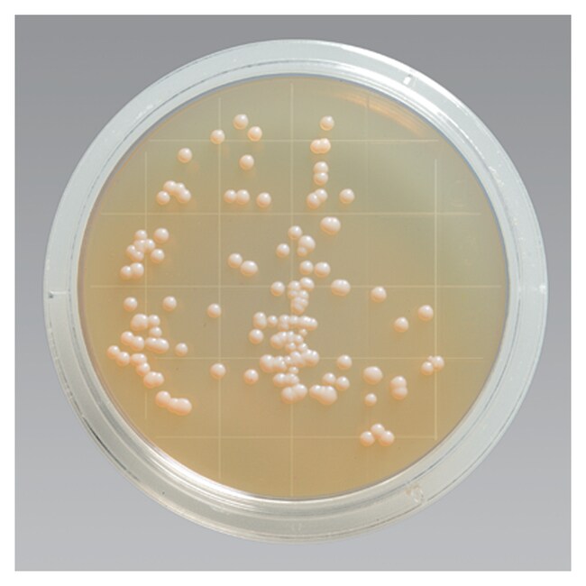 Remel&trade; 无菌接触皿胰蛋白酶大豆琼脂（含卵磷脂、聚山梨醇酯 80，经辐照）