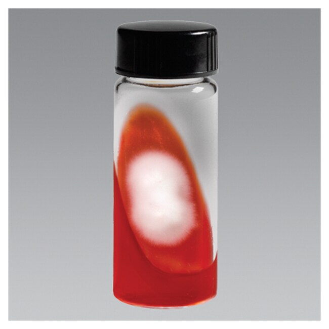 皮肤癣菌检测培养基 (DermaTube)