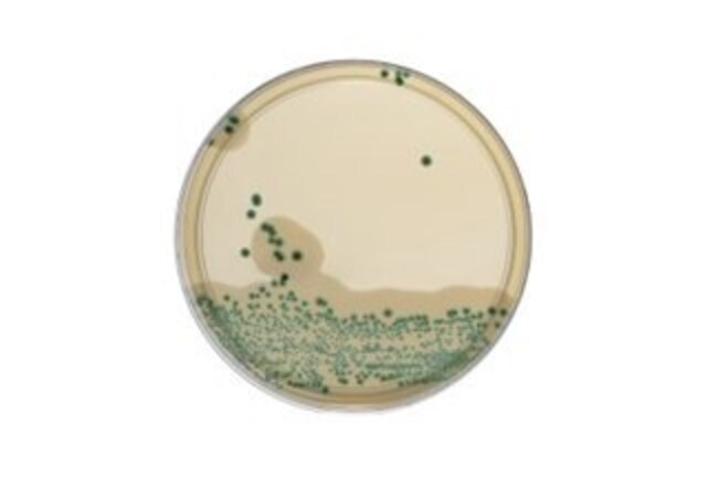 <p>Oxoid™ <i>Brilliance</i>™ 李斯特菌琼脂 (ISO) 平板</p>