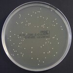 Oxoid MRS Agar