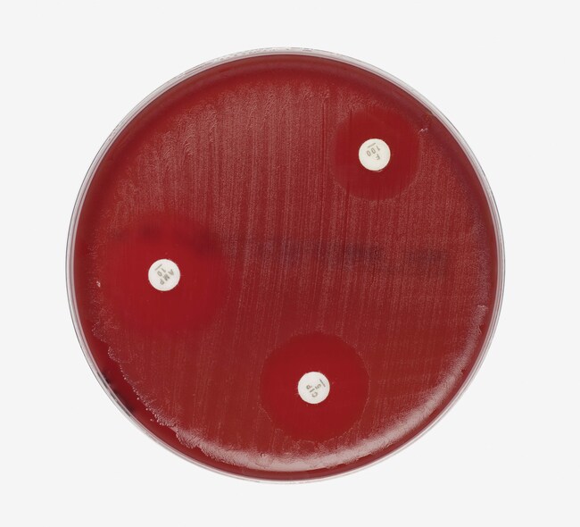 Mueller-Hinton Agar with 5% Sheep Blood