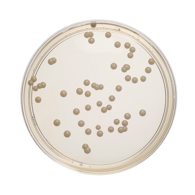 Sabouraud Dextrose Agar with Chloramphenicol