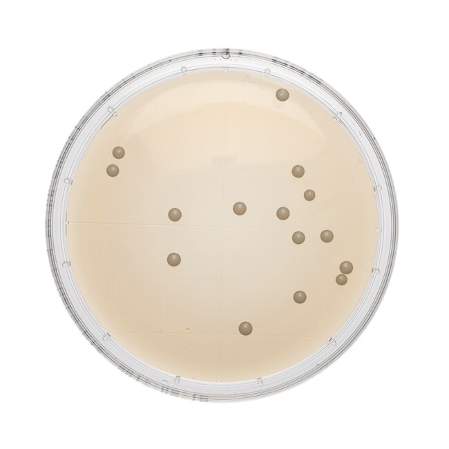 Sabouraud Dextrose Agar Irradiated (Triple Wrap) Plate