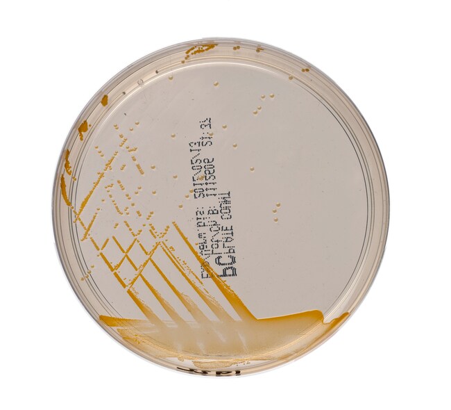 Plate Count Agar