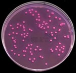 Violet Red Bile Glucose (VRBG) Agar (ISO) (Dehydrated)