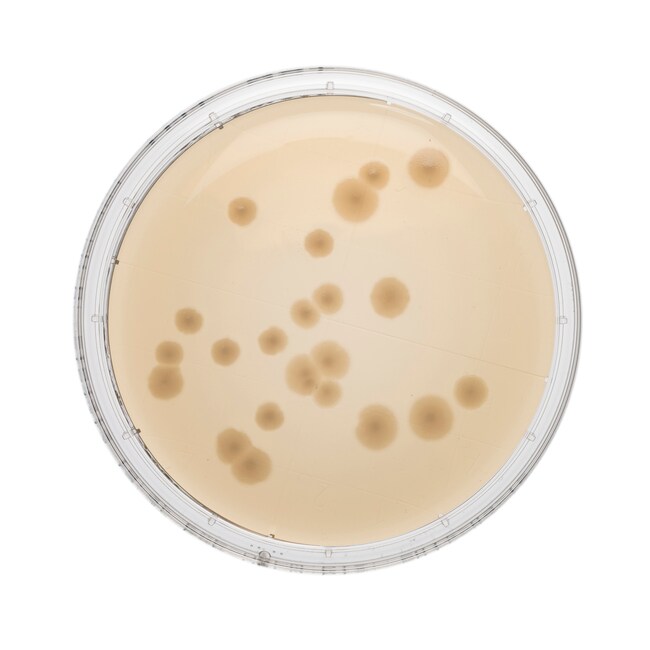 Tryptone Soya Agar Irradiated Triple Wrap Contact Plate