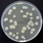 Tryptone Soya Agar Irradiated (Triple Wrap) Plate