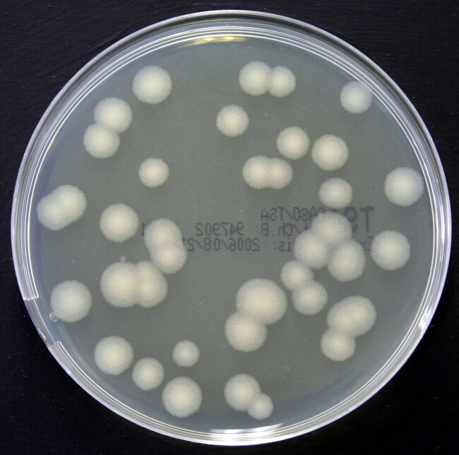 Tryptone Soya Agar Irradiated (Triple Wrap) Plate