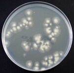 Tryptone Soya Agar Irradiated (Triple Wrap) Plate