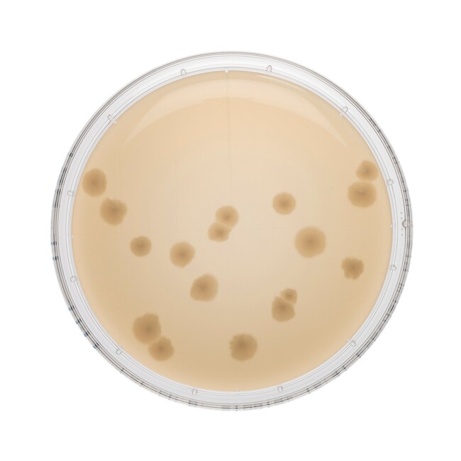 Tryptone Soya Agar + TWEEN / lecithin55 Contact Plate