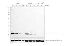 Rat anti-Mouse IgG (H+L) Secondary Antibody, HRP