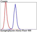 Synaptophysin Antibody in Flow Cytometry (Flow)
