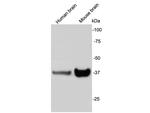 Synaptophysin Antibody in Western Blot (WB)