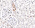 Caveolin-1 Antibody in Immunohistochemistry (Paraffin) (IHC (P))