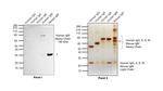 Human IgM (Heavy chain) Secondary Antibody in Western Blot (WB)