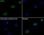 ESR1 Antibody in Immunocytochemistry (ICC/IF)