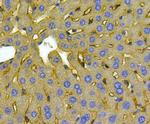 Noggin Antibody in Immunohistochemistry (Paraffin) (IHC (P))